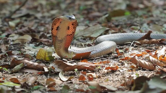 Cobra deadly serpent living on a dry leaf in the forestin nature