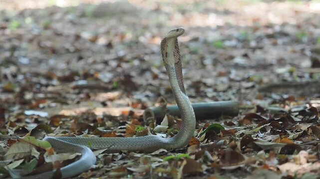 Cobra deadly serpent living on a dry leaf in the forestin nature