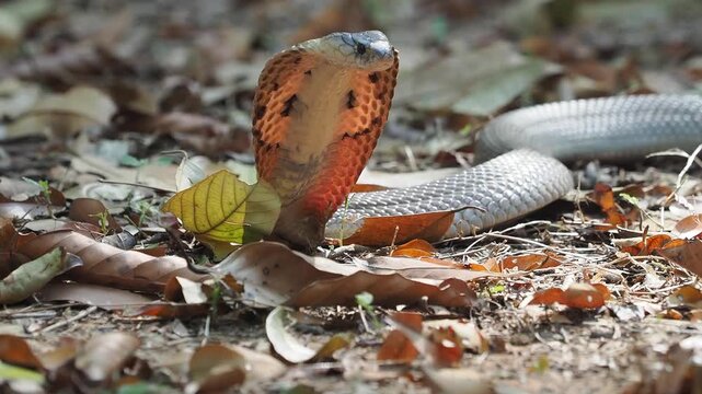Cobra deadly serpent living on a dry leaf in the forestin nature