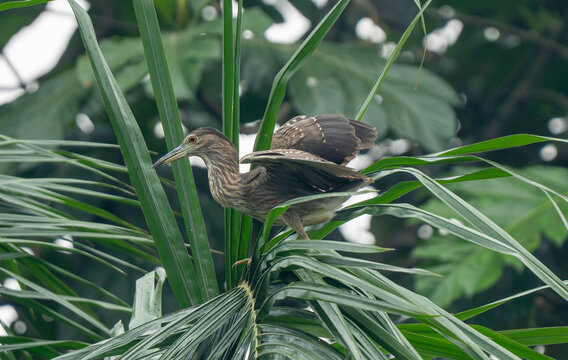 Juvenile night heron bird perched on green palm tree leaves in the wild