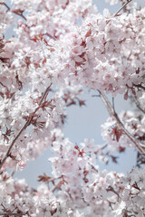 Fototapeta premium Flowering apple tree bursts into spring pale pink color bloom, branches adorned with soft white flowers, swaying in the breeze