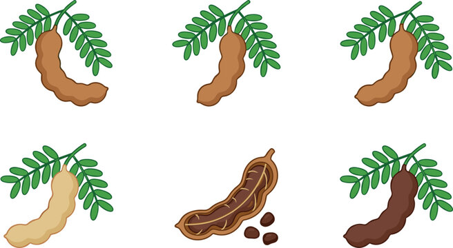 Fresh tamarind pod vector illustration set with green leaves and open pulp with seeds isolated on white background