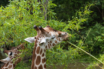 Naklejka premium Close-up of giraffes eating