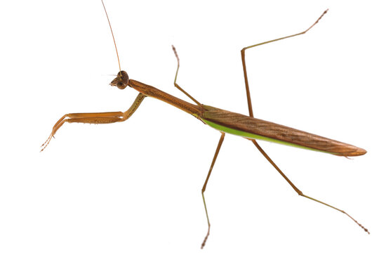 Praying mantis (Mantis religiosa) isolated on white background. Giant Rainforest Mantis