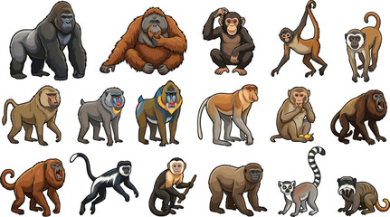 Monkeys and apes cartoon collection vector illustration set featuring gorilla chimpanzee lemur and baboon species © Jarin