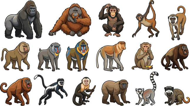 Monkeys and apes cartoon collection vector illustration set featuring gorilla chimpanzee lemur and baboon species