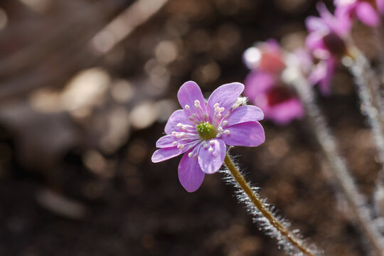 Pink hepatica flower close up with backlit stem in spring sunlight