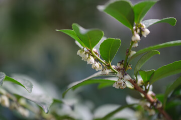 Obraz premium White Eurya japonica flowers blooming among glossy green leaves