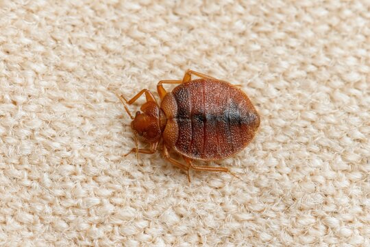 The Bed Bug on Fabric Extreme Closeup of a Tiny Brown Insect
