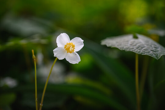 White yerba mansa flower blooming with green leaves in garden
