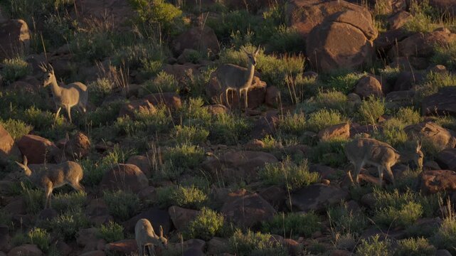 4K 30fps video of a grey rhebok or vaalribbok (Pelea capreolus) feeding on a rocky hillside (koppie) in typical Nama-Karoo habitat near Beaufort West, Western Cape, South Africa.