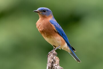 Obraz premium The Bluebird Perched on a Weathered Branch in Lush Green Background