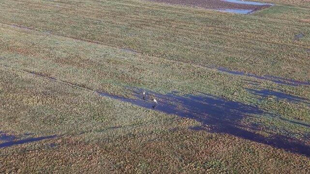 White herons standing in shallow swamp water