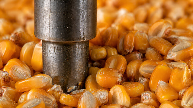 Extreme macro close-up of an unbranded weathered metallic agricultural sensor probe testing a pile of harvested golden corn kernels, representing industrial grain processing and smart farming.