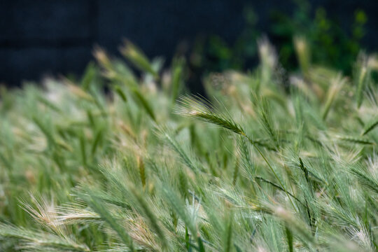 Green foxtail barley grass with soft focus background
