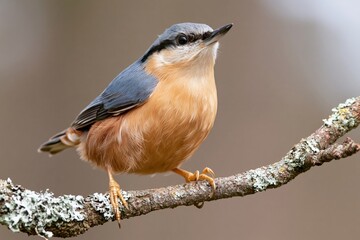 Obraz premium The Nuthatch Perched on a Mossy Branch Under Soft Outdoor Light