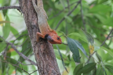 Fototapeta premium Orange-Headed Garden Lizard Clinging to Tree Trunk in Lush Tropical Forest