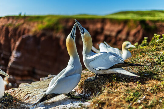 Northern gannet Morus bassanus pair touches bills on grassy coastal nesting ledge