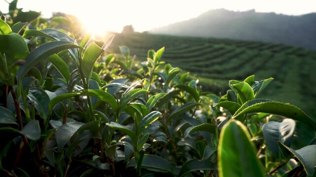 Closeup of fresh green tea leaves in a tea plantation at sunrise