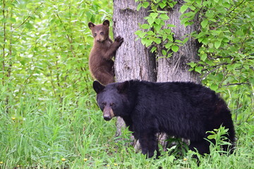 Black Bear and Cinnamon Bear Cub © Amanda Berger