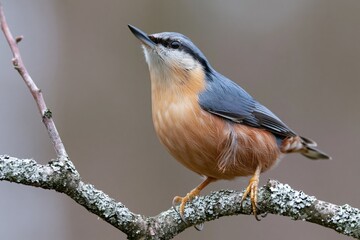 Obraz premium The Nuthatch Perched on a Lichen Covered Branch in Natural Light