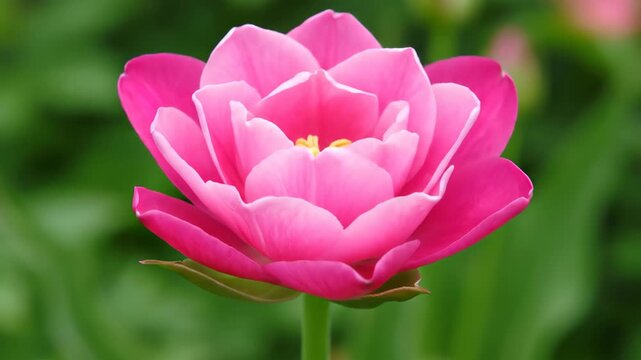 Close-up of pink tulip bone flower, pink flower blooming process