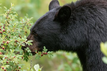 Obraz premium The Black Bear Sniffing Red Berry Bush in Quiet Forest Scene