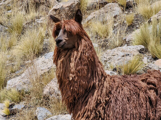 Obraz premium Brown long-haired Suri alpaca among rocks and Andean grasses