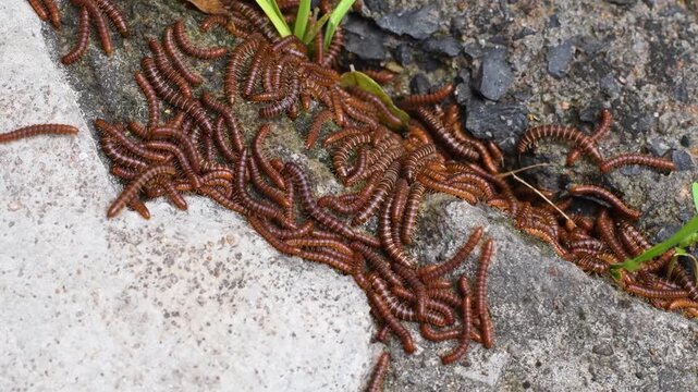 Newborn Millipedes Emerging From Den and Exploring Natural Habitat