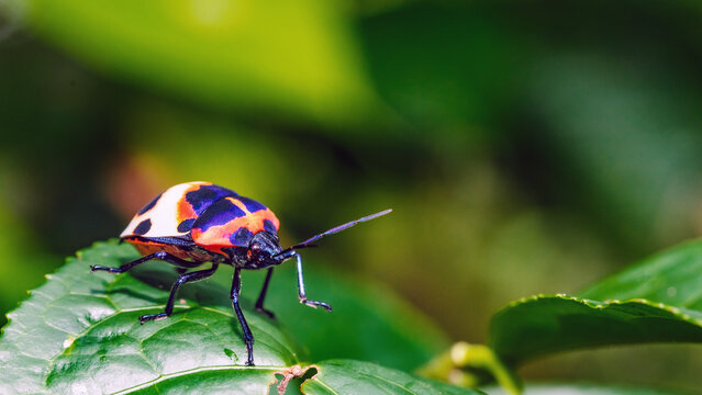 Camellia Shield Bug,Tea Seed Bug (Poecilocoris latus) | Flickr