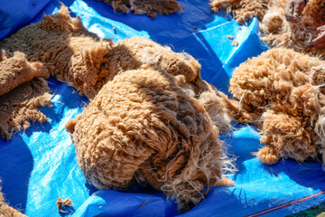 Obraz premium Camelid fiber fleece on blue tarp during shearing work
