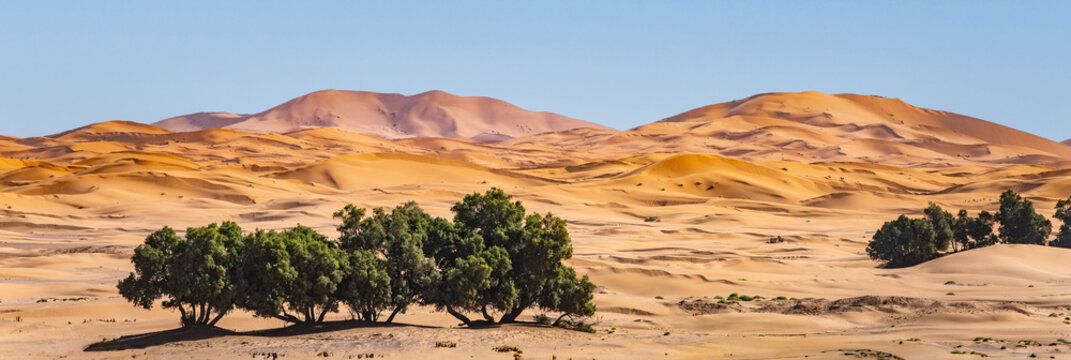 Large sand dunes rise in the background while clusters of trees grow in the foreground. This scene captures the unique landscape of Erg Chebbi in the Sahara Desert in Morocco.
