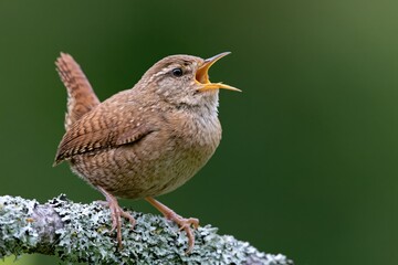 Obraz premium The Wren on a Mossy Branch Singing in Bright Green Nature