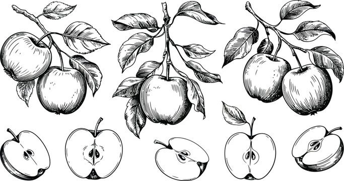 Hand drawn black and white apple fruit illustration set with branches leaves and sliced halves
