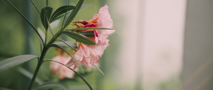 Close-up of blooming oleander blossoms with shallow depth of field. Elegant floral composition representing nature, growth and indoor gardening. 4K.