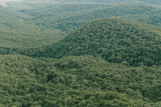Aerial view of a dense green forest covering rolling hills.