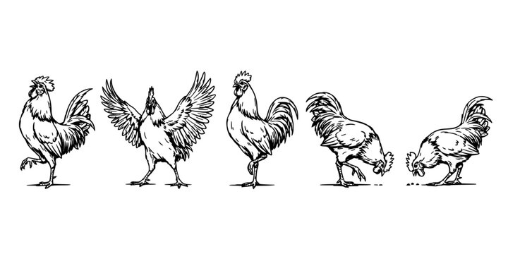 Rooster Set of Five Expressive Roosters in Dynamic Walking, Pecking, and Side Poses, Detailed Line Art on White Background