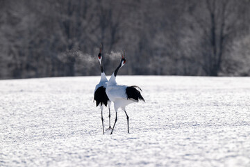 Obraz premium Red-crowned cranes calling in snowy Tsurui Village, Hokkaido / 雪の鶴居村で鳴き交わすタンチョウ