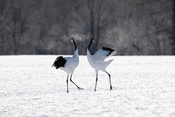 Obraz premium Red-crowned cranes calling in snowy Tsurui Village, Hokkaido / 雪の鶴居村で鳴き交わすタンチョウ
