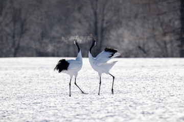 Obraz premium Red-crowned cranes calling in snowy Tsurui Village, Hokkaido / 雪の鶴居村で鳴き交わすタンチョウ