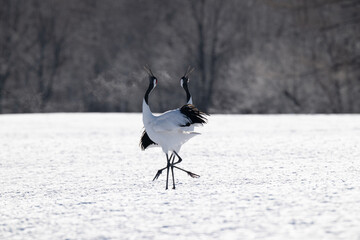 Obraz premium Red-crowned cranes calling in snowy Tsurui Village, Hokkaido / 雪の鶴居村で鳴き交わすタンチョウ