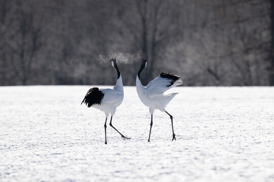 Red-crowned cranes calling in snowy Tsurui Village, Hokkaido / 雪の鶴居村で鳴き交わすタンチョウ