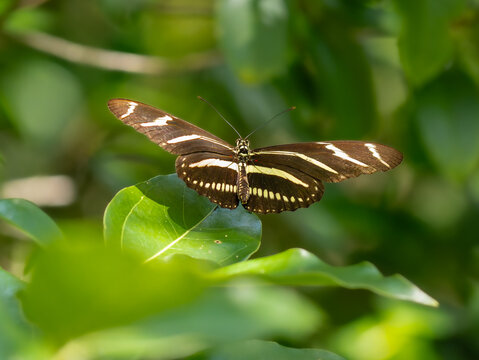 Zebra longwing butterfly in the forest