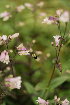 Fuzzy bumblebee flies toward delicate pink flowers