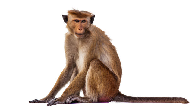 Toque macaque monkey sitting on white