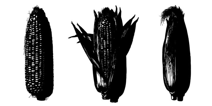 Corn Ears in Black and White Illustration Showcasing Different Textures and Shapes Featuring Texture, Agricultural, Plant with Vegetable and Harvest