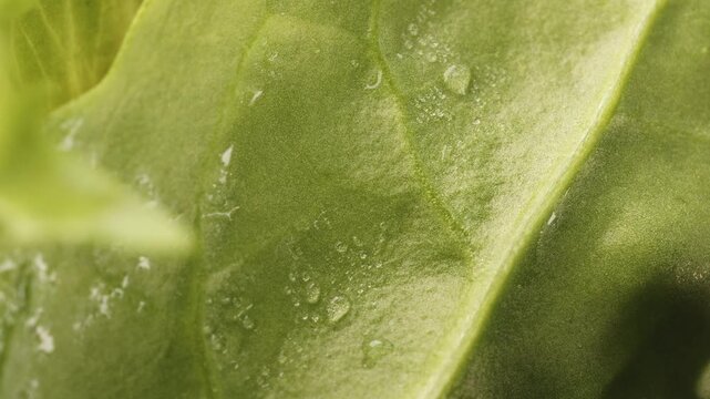 Fresh lettuce presentation close up rotating camera motion stock footage