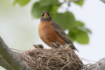 Obraz premium The robin in a nest with two hungry chicks under leafy branches