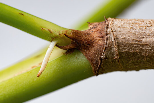 Plant cutting node with tiny root green stem brown bark macro detail botanical growth natural texture close up white background