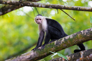 Capuchin monkey on tree branch © Shane